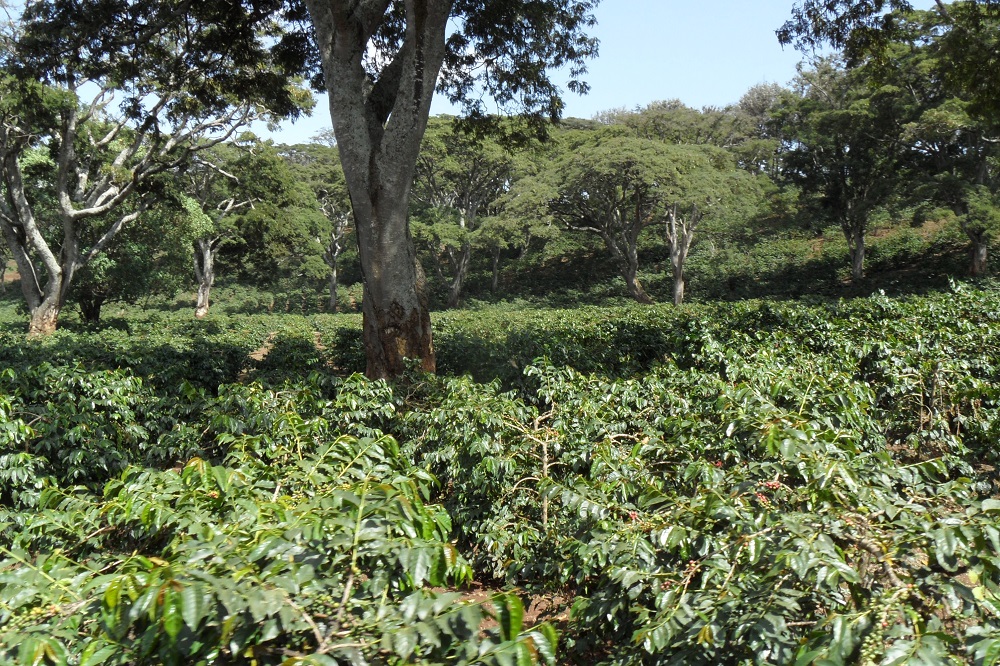 Arusha Coffee Farm Arusha Coffee Farm