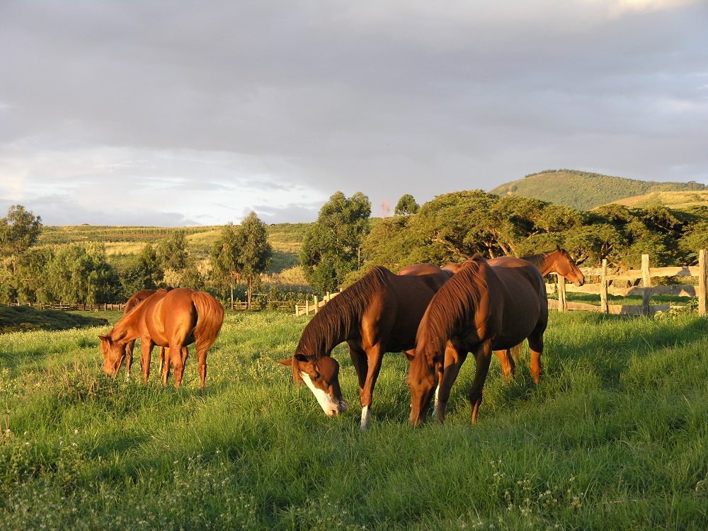 Dairy Farm & Ranch Dairy Farm & Ranch