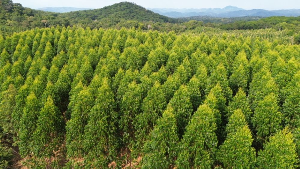 554-Acre Farm in Idunda, Ulanga district – Morogoro Region